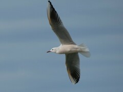 Chroicocephalus genei