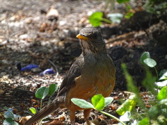Turdus olivaceus olivaceus