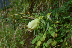Codonopsis lanceolata