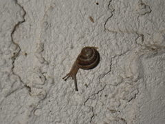 Cornu aspersum