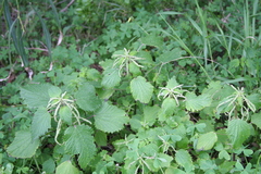 Urtica membranacea