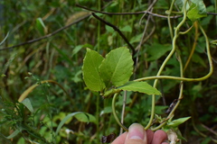 Codonopsis lanceolata