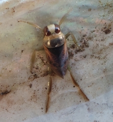 Notonecta maculata