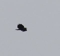 Buteogallus urubitinga