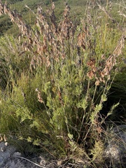 Thamnochortus cinereus