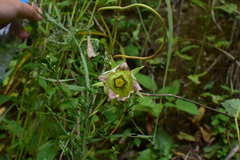 Codonopsis lanceolata