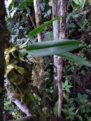 Leochilus oncidioides