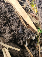 Leptodactylus albilabris