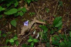 Adenophora triphylla