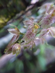 Leochilus oncidioides