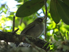 Zosterops virens capensis