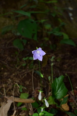 Adenophora triphylla