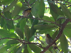 Zosterops virens capensis