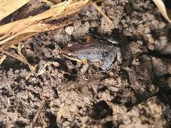 Leptodactylus albilabris