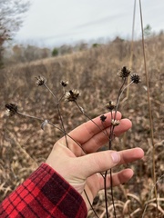 Helianthus schweinitzii