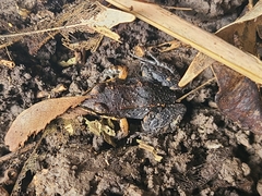 Leptodactylus albilabris