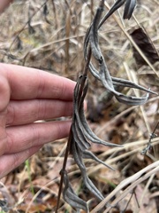 Helianthus schweinitzii