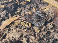 Leptodactylus albilabris