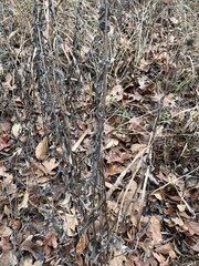 Helianthus schweinitzii