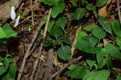 Adenophora triphylla