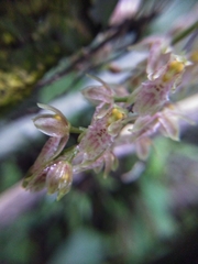 Leochilus oncidioides