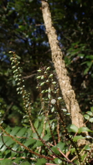 Berberis oiwakensis