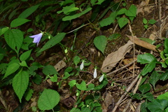 Adenophora triphylla