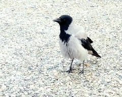 Corvus cornix