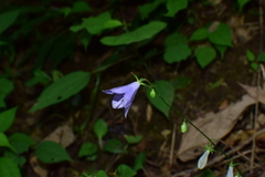 Adenophora triphylla