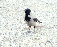 Corvus cornix