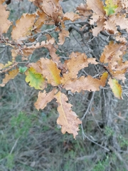 Quercus × cerrioides