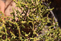 Crassula muscosa obtusifolia