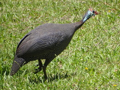 Numida meleagris coronatus