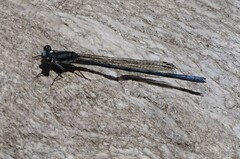Pseudagrion furcigerum