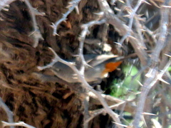 Curruca subcoerulea cinerascens