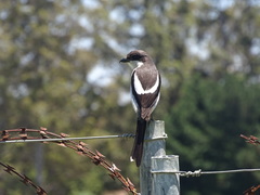 Lanius collaris collaris