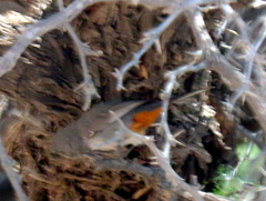 Curruca subcoerulea cinerascens