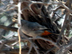 Curruca subcoerulea cinerascens