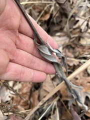 Helianthus schweinitzii