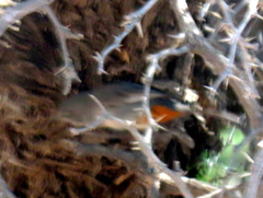 Curruca subcoerulea cinerascens
