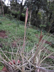 Tillandsia schiedeana