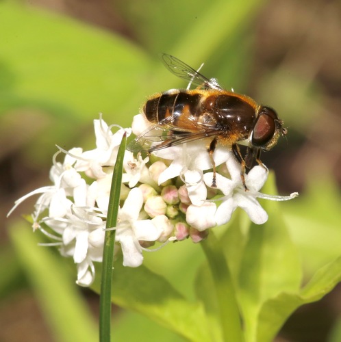 Orange-spined Drone Fly photo 4