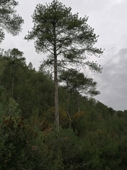 Pinus nigra salzmannii