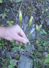 Swertiinae