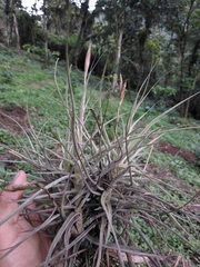 Tillandsia schiedeana