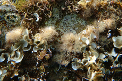 Amphiroa rigida