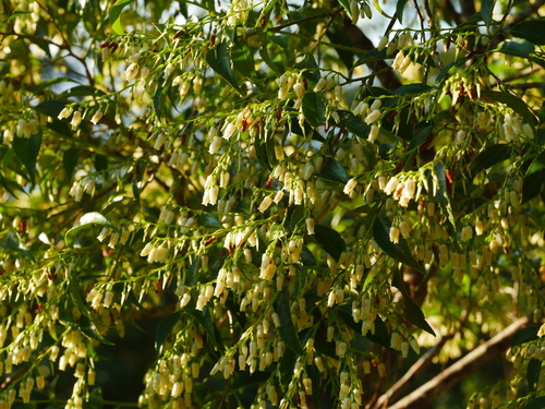 Image of Vaccinium bracteatum by (c) Jacy Chen, some rights reserved (CC BY)