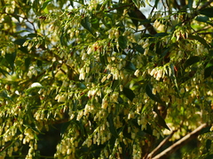 Vaccinium bracteatum