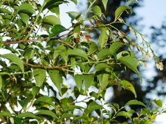 Vaccinium bracteatum, photograph Jacy Chen, CC BY, iNaturalist via GBIF