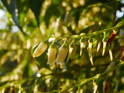 Vaccinium bracteatum, photograph 2